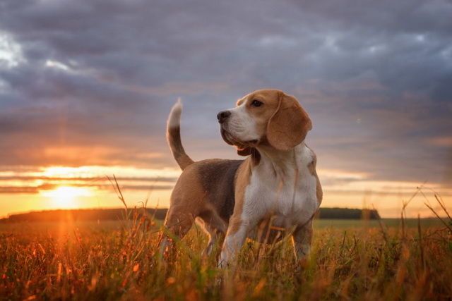 beagle na łące