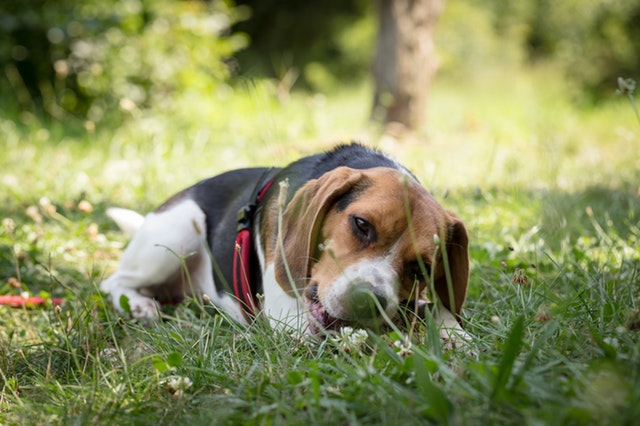 beagle na trawie