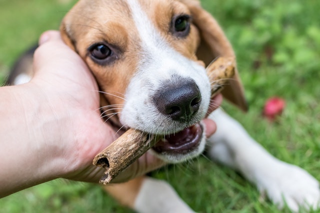 beagle gryzie patyk